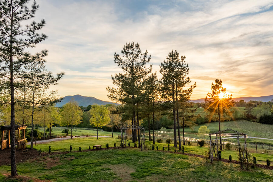 Parker Binns Vineyard